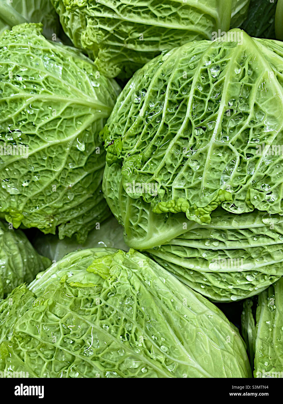 Savoy cabbage close up - Smartphone Captured Stock Image