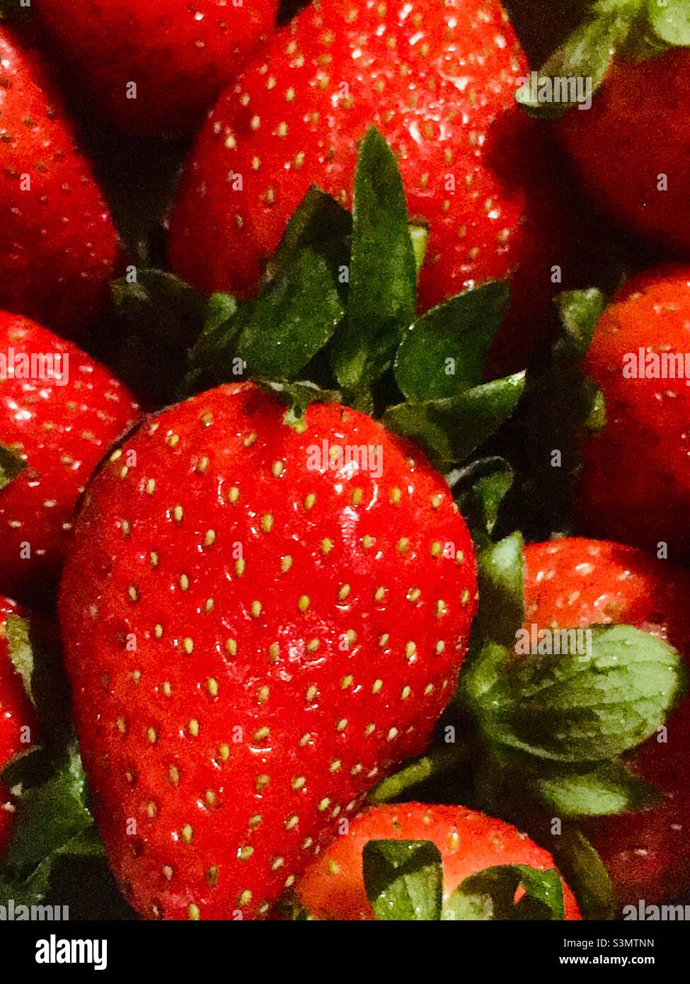 Close up of a bowl of home grown organic strawberries Stock Photo