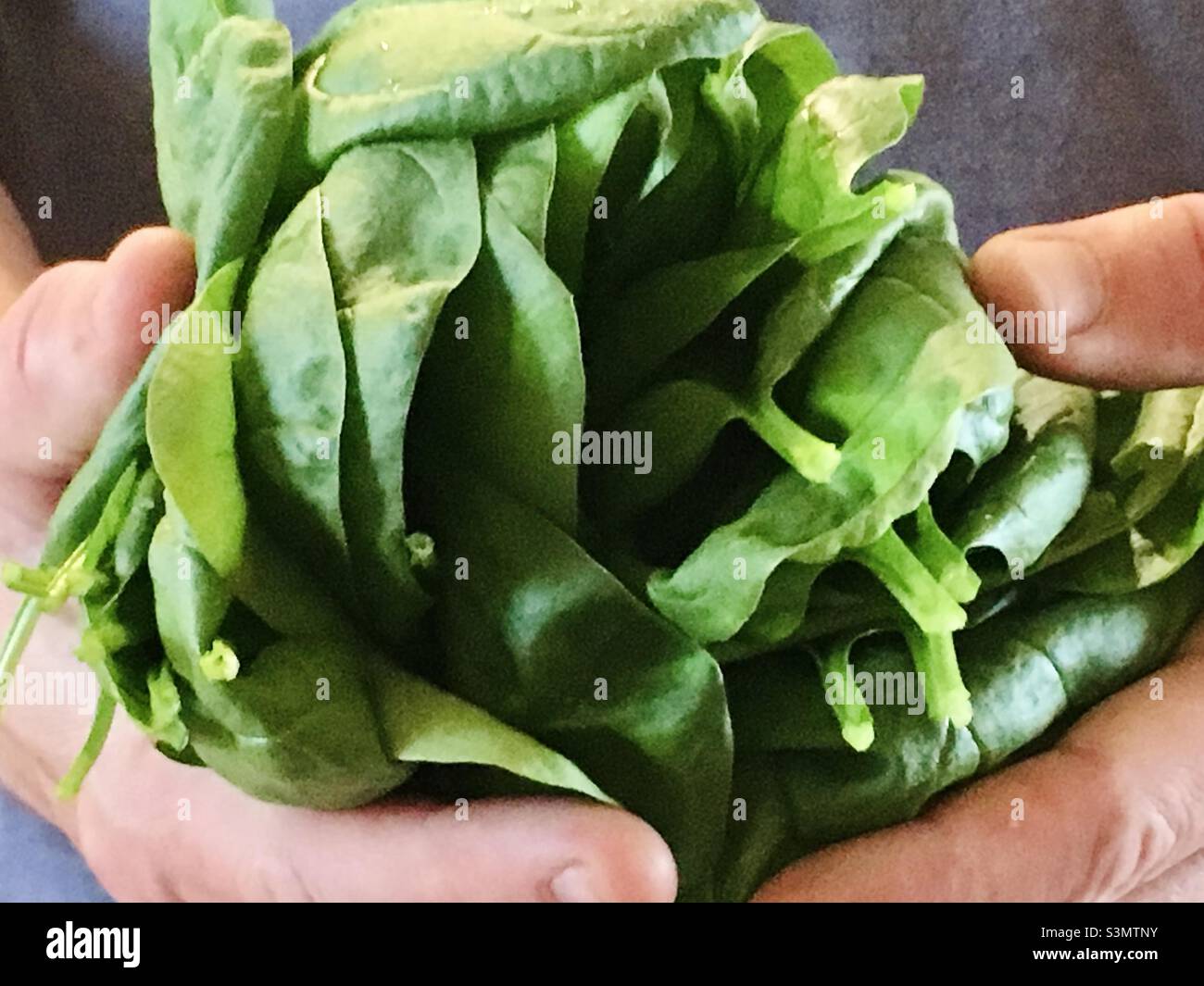 Make gardener holding home grown spinach leaves in his hands Stock Photo