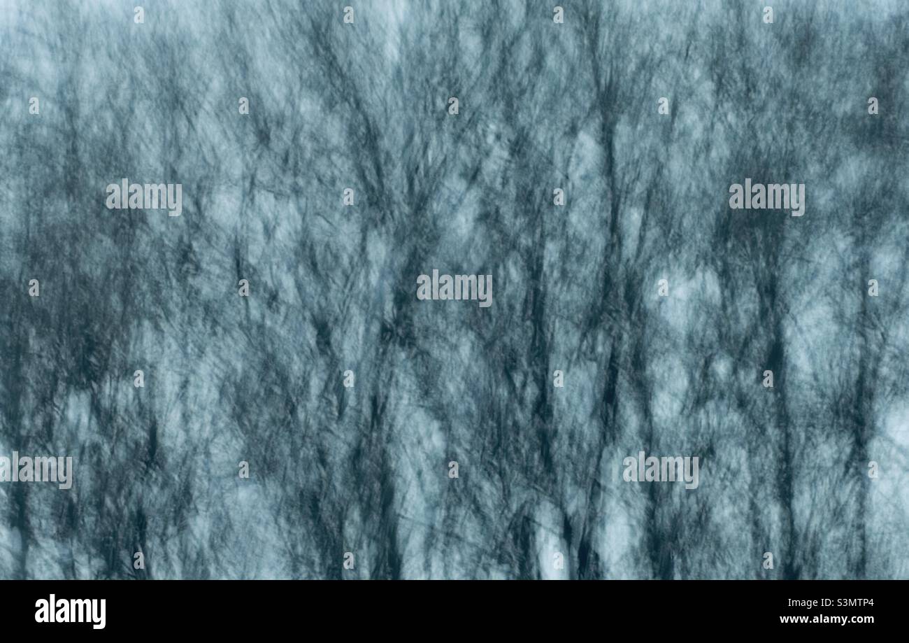 Felted background of haunting trees Stock Photo