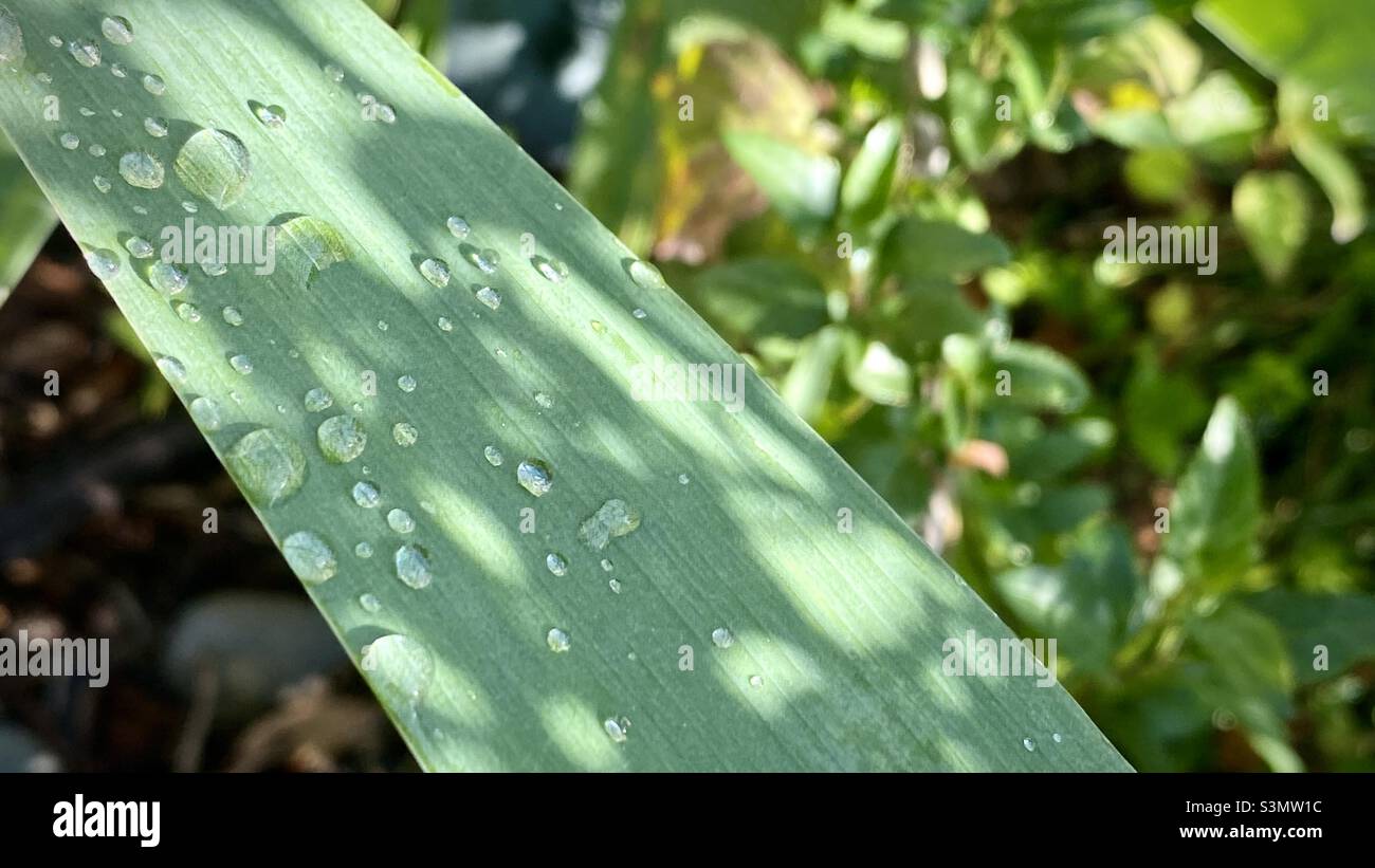 Water drops and shadows on a long flat leaf with nature background - Smartphone Captured Stock Image