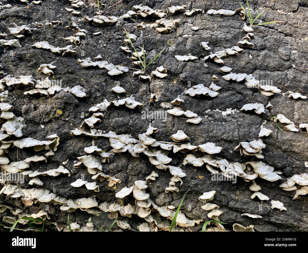 Detail of fungi growing on a rotting log - Smartphone Captured Stock Image