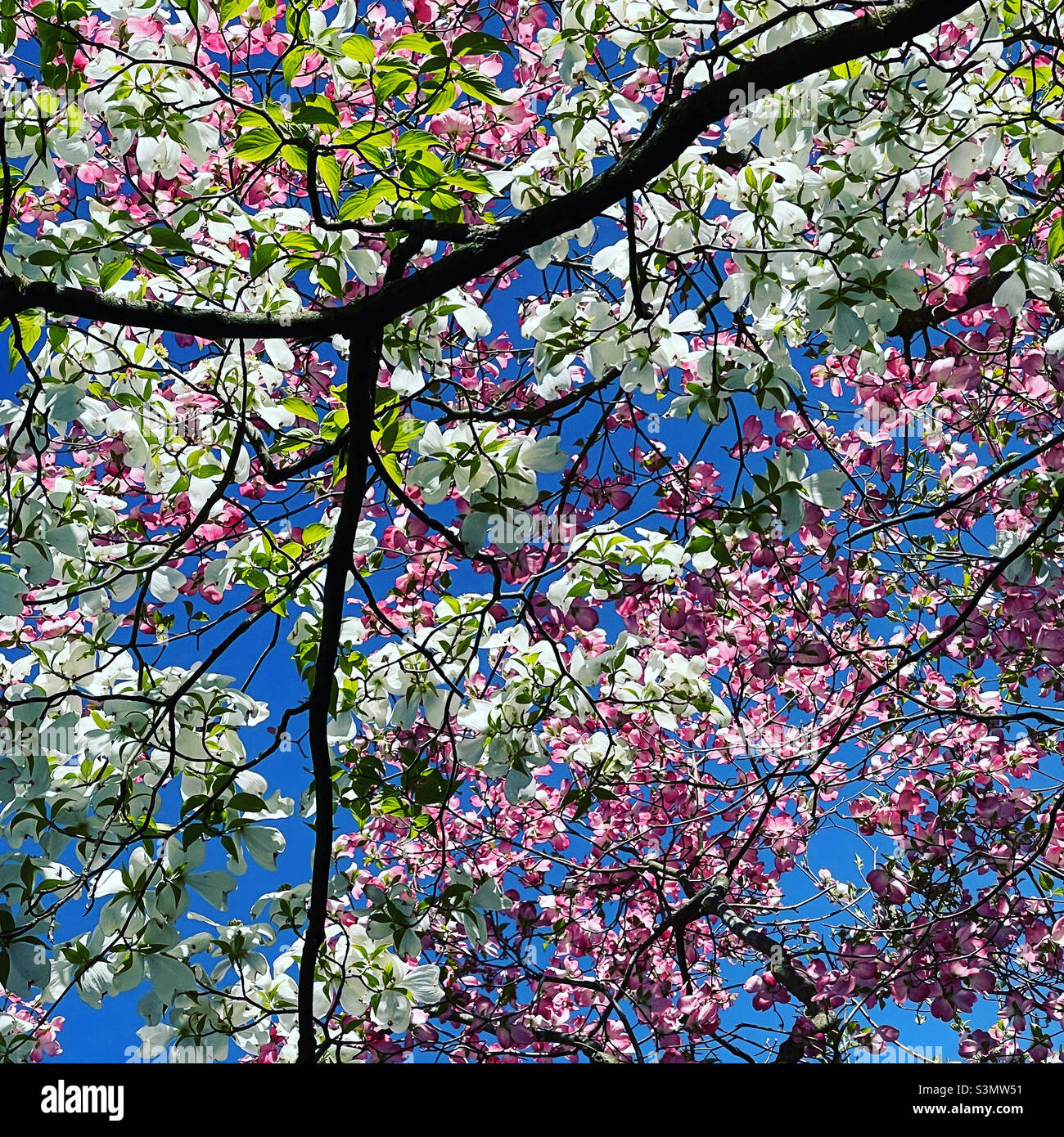 Dogwood trees, New Jersey Stock Photo Alamy