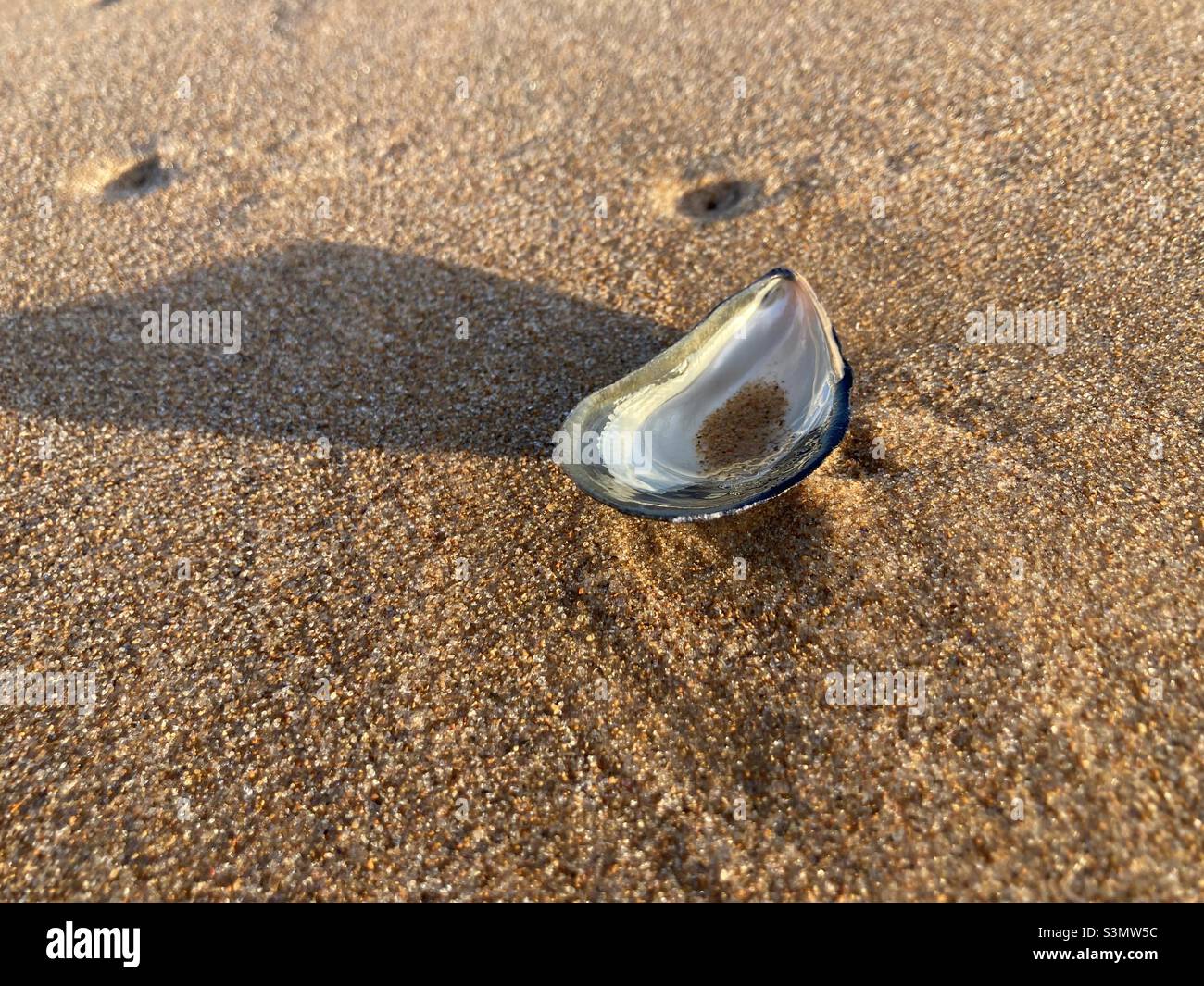 Shell shadow on the beach Stock Photo