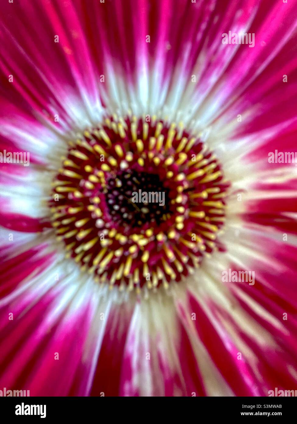 Zoomed pic of gerbera flower Stock Photo