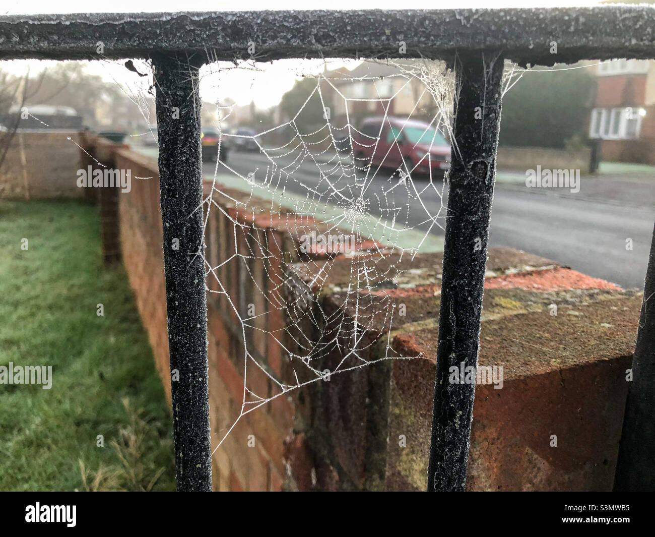 Cobwebs on a black iron gate, frozen by a morning frost. - Smartphone Captured Stock Image