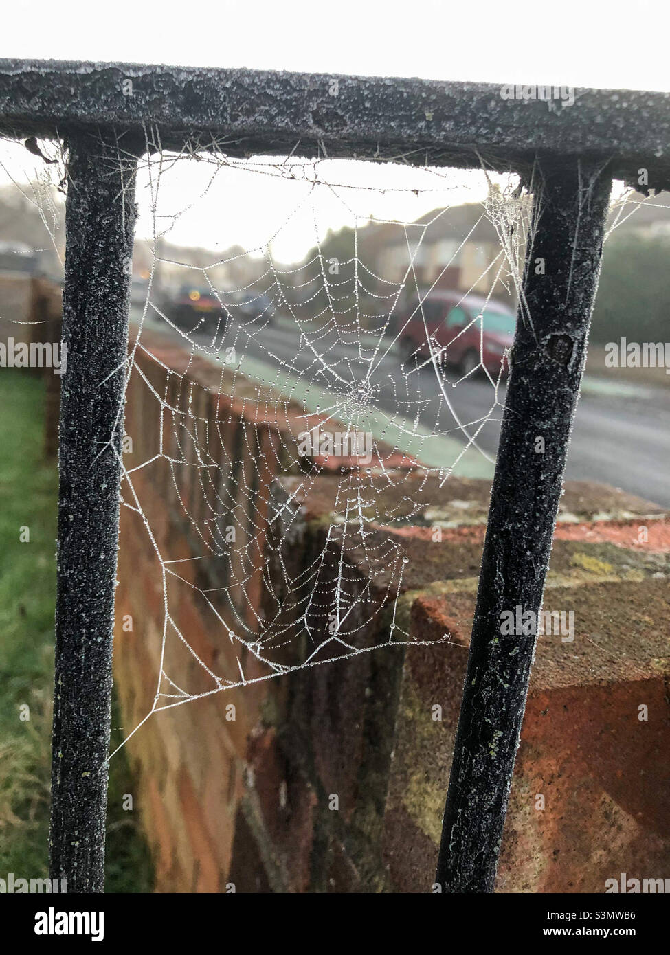 Cobwebs on a black iron gate, frozen by a morning frost. - Smartphone Captured Stock Image