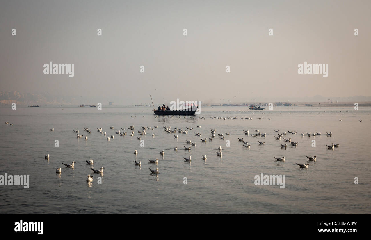 Seagulls in the Ganges near Varanasi, India - Smartphone Captured Stock Image