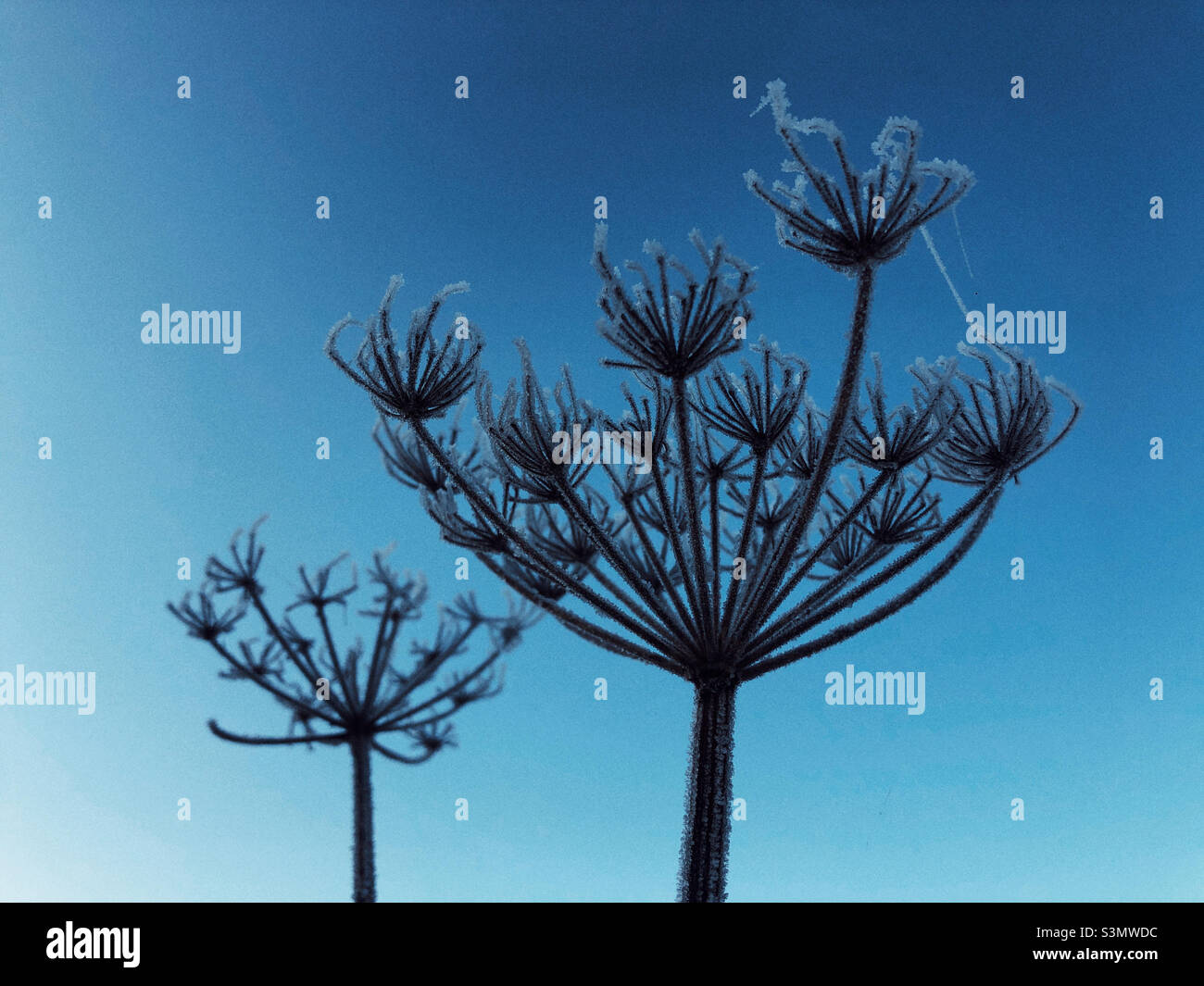 Plants cover with frost on a cold winter day - Smartphone Captured Stock Image