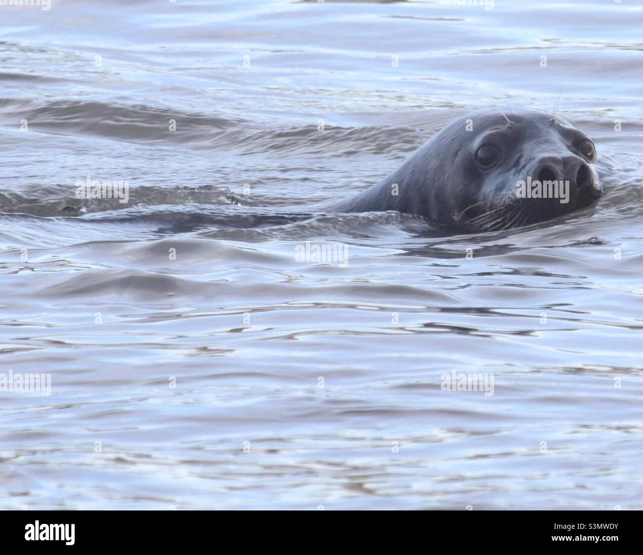 Seal swimming in the sea Stock Photo