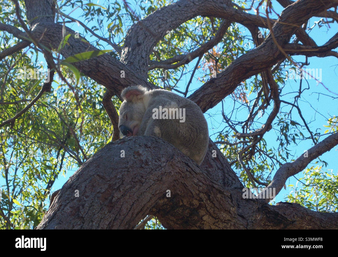 Koala sleeping in a eucalyptus tree Stock Photo