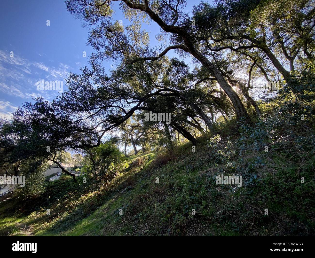Backlit trees, silhouetted by low morning sun, growing at an angle on the side of a hill - Smartphone Captured Stock Image