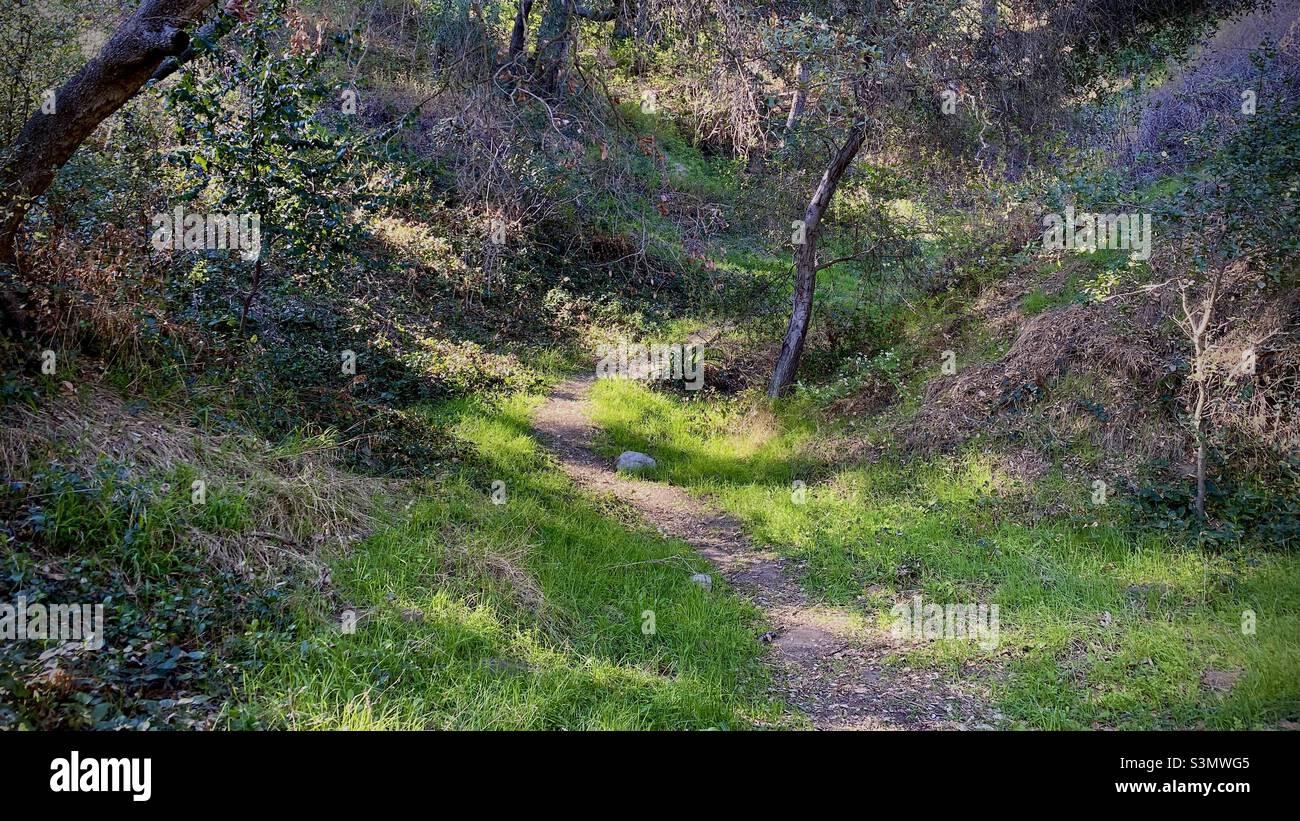 Footpath through grassy cleaning in woodlands on a sunny day - Smartphone Captured Stock Image