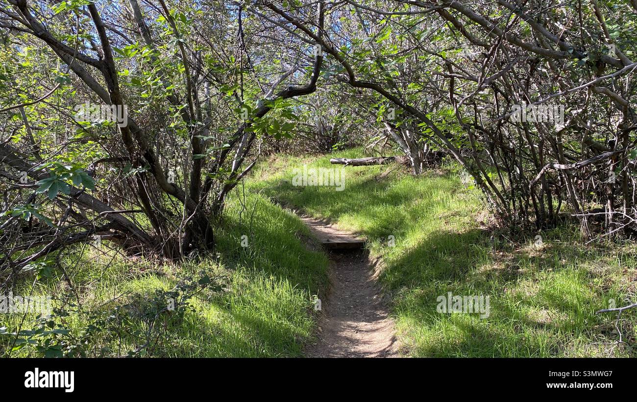 Dirt path leading up, into trees, backlit by low, morning sun - Smartphone Captured Stock Image