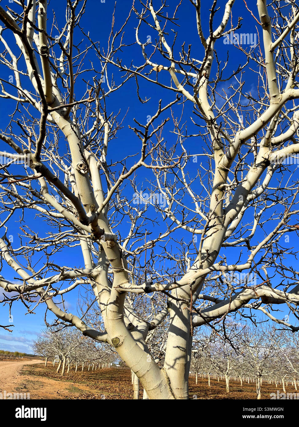 Pistacchio tree. - Smartphone Captured Stock Image