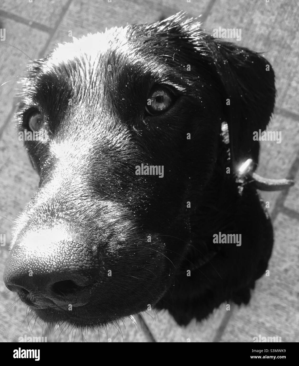 A head portrait of a black Labrador which gives the impression the dog doesn't have a body. - Smartphone Captured Stock Image
