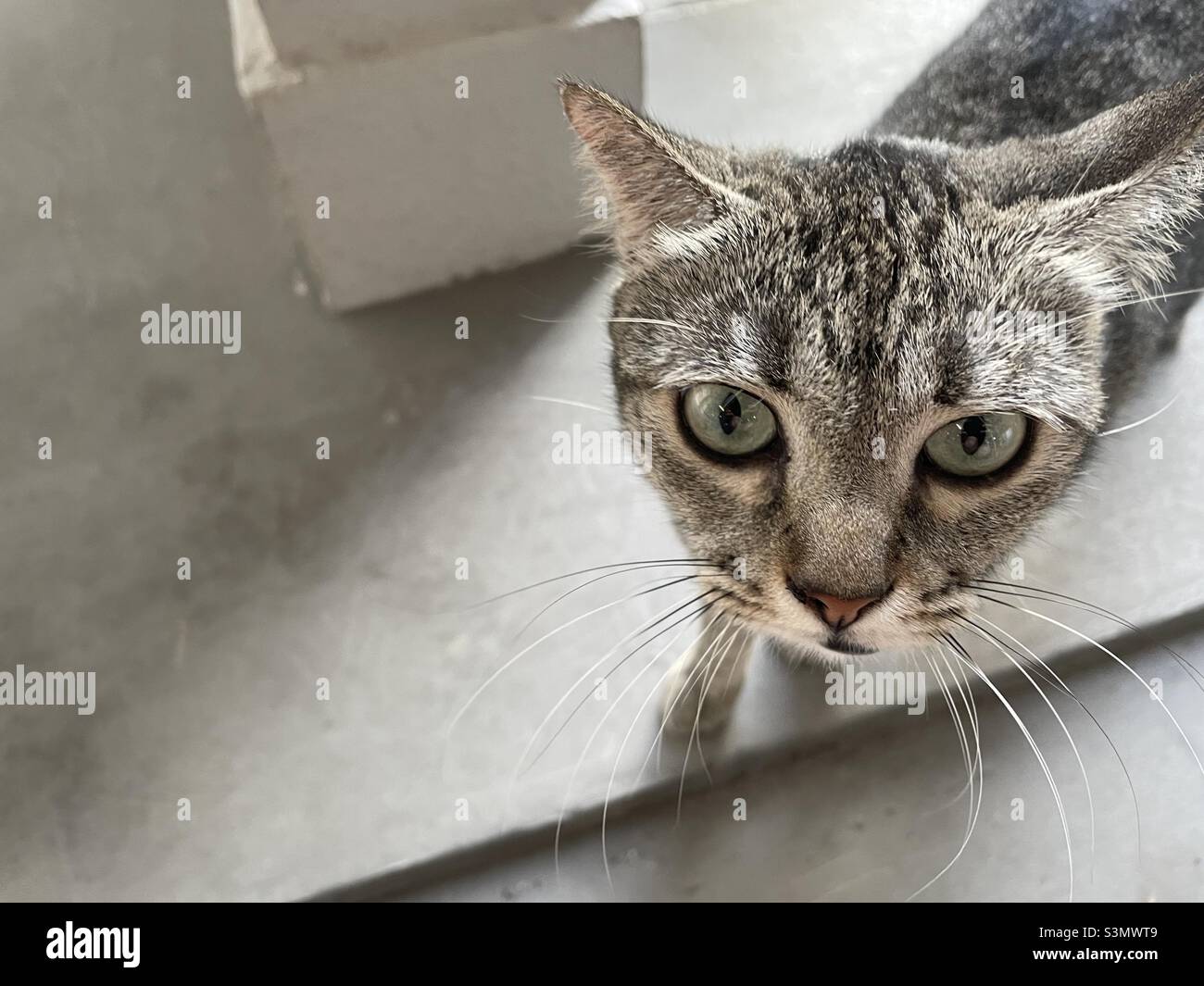 Stray cat in Singapore Stock Photo