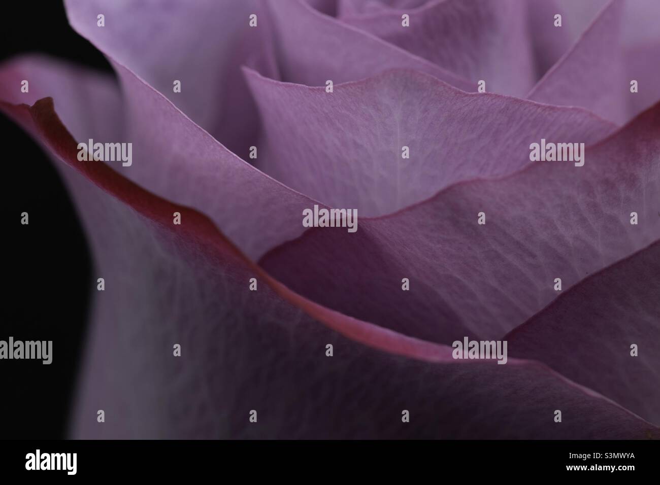 Macro photography rose Stock Photo - Alamy