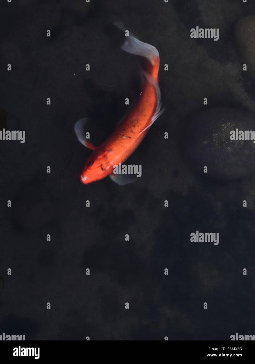 Red fish - Smartphone Captured Stock Image