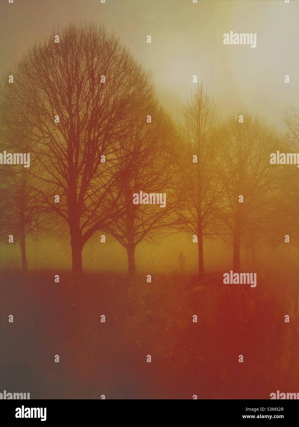 Walking through winter trees wrapped in fog landscape nature background - Smartphone Captured Stock Image