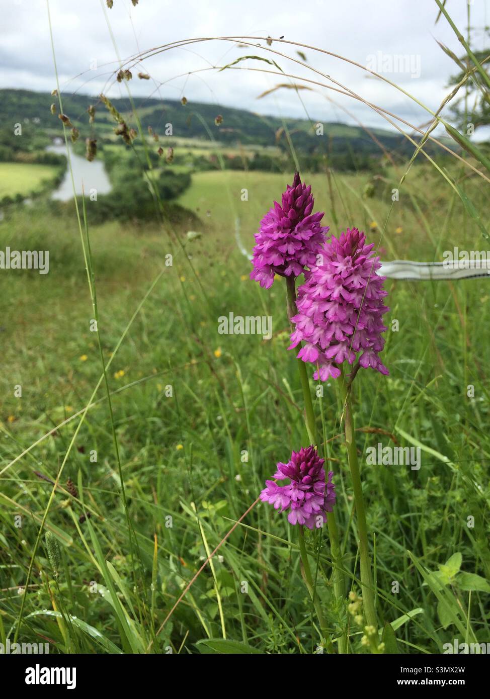 Pyramidal orchids, overlooking the Thames at Hartslock Nature Reserve, Oxfordshire Stock Photo