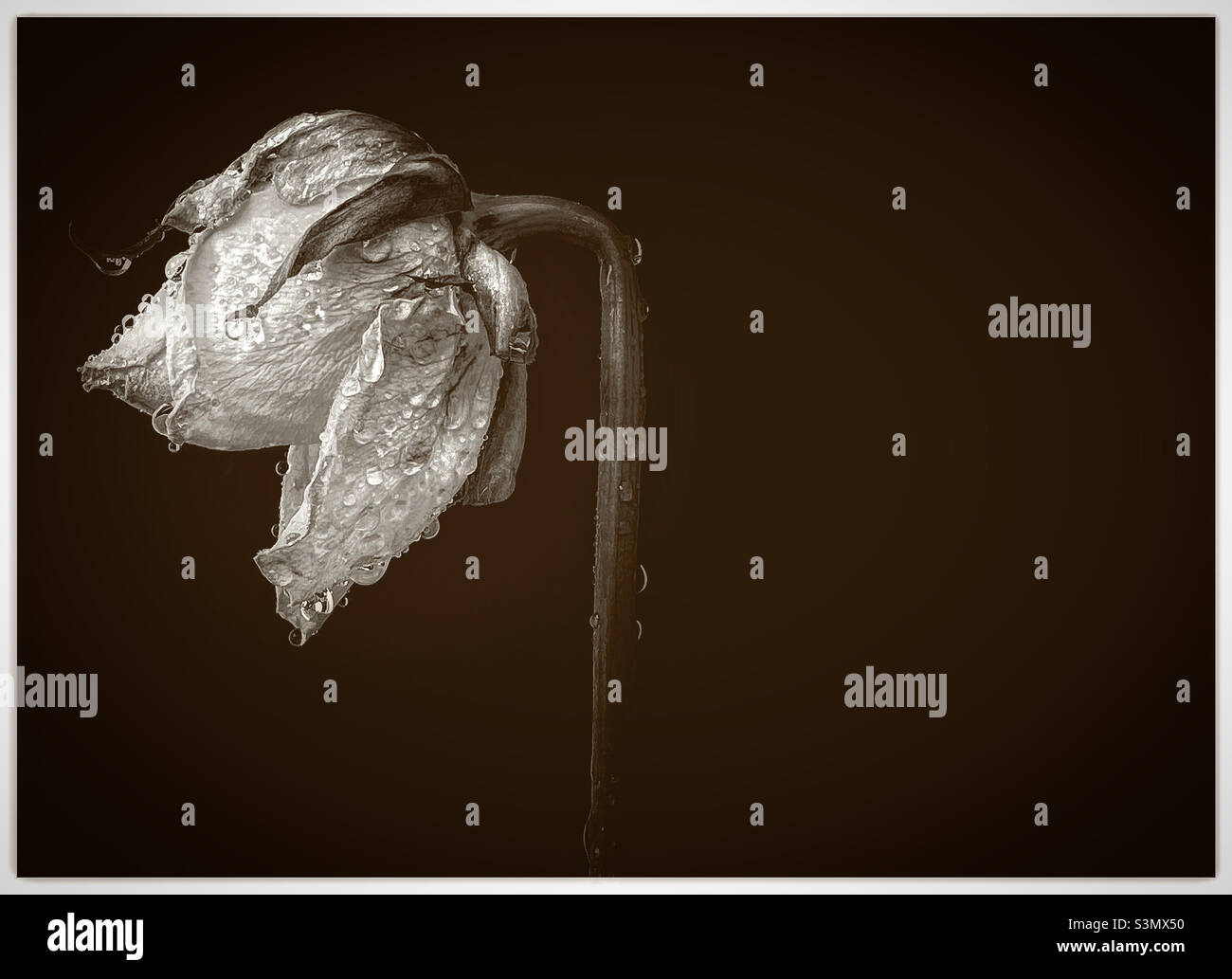 A single rose. - Smartphone Captured Stock Image