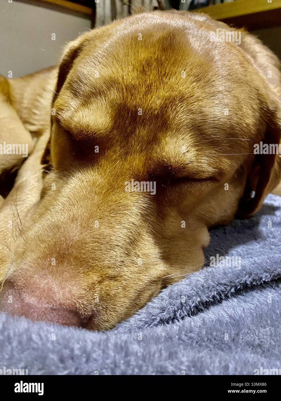 Close up of Sheprador dog sleeping on a blanket Stock Photo