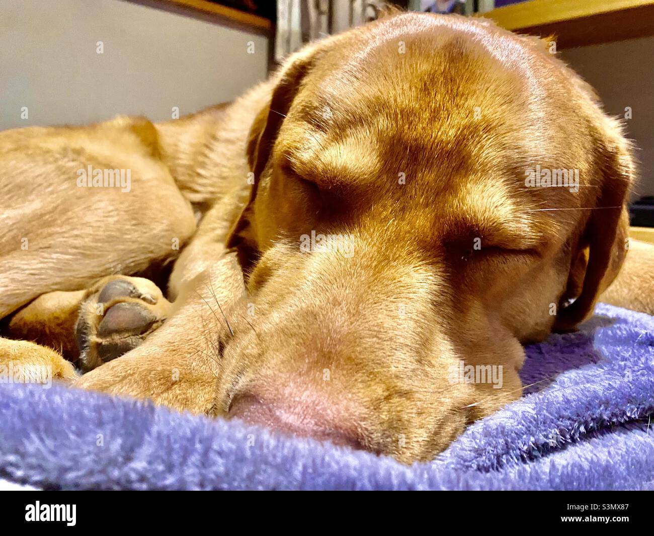 Close up of Sheprador dog sleeping on blanket Stock Photo