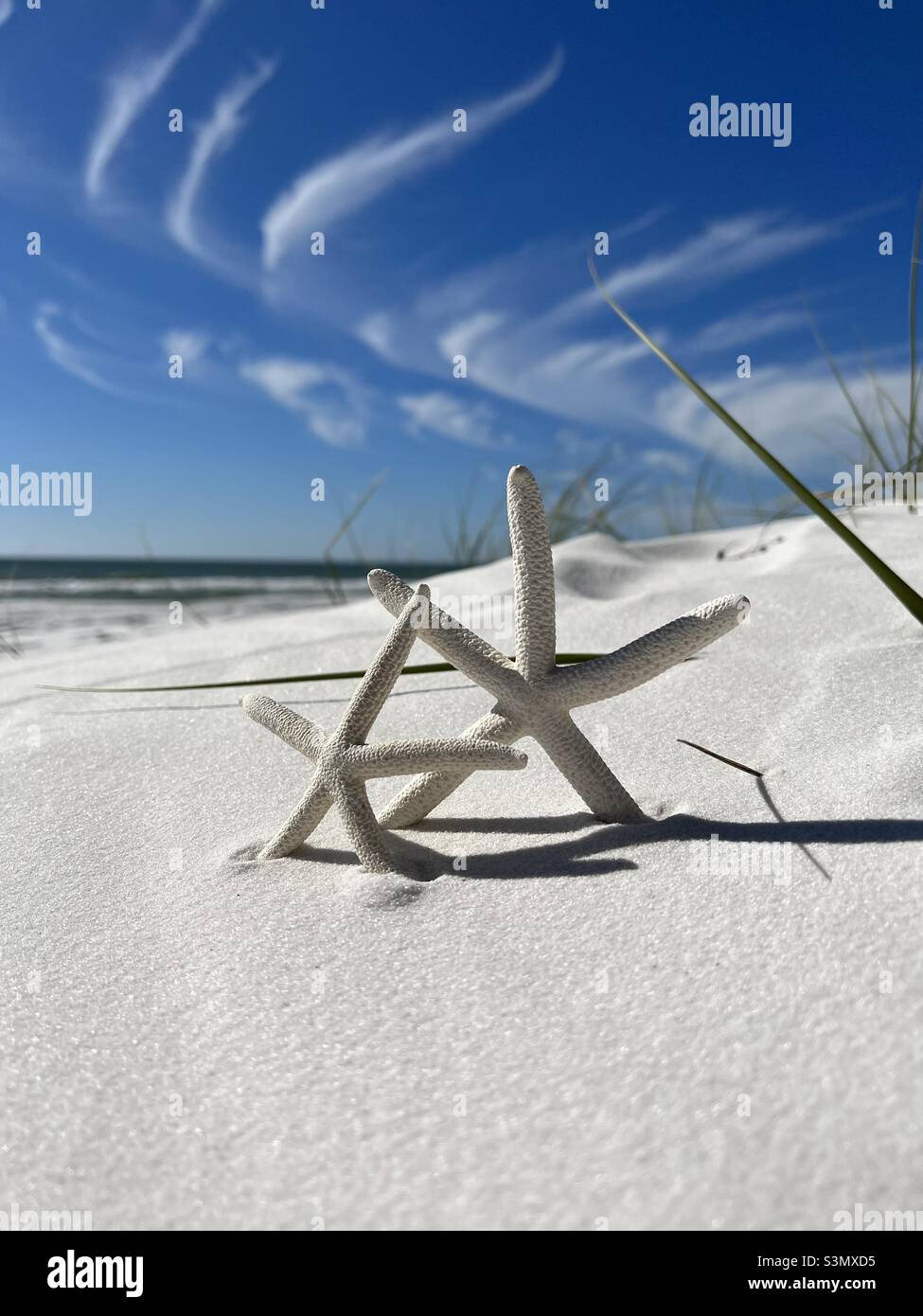 Starfish on white sand beach - Smartphone Captured Stock Image