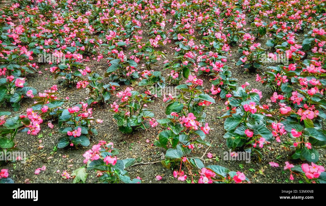 Beautiful flower blossoms of wax begonia. - Smartphone Captured Stock Image