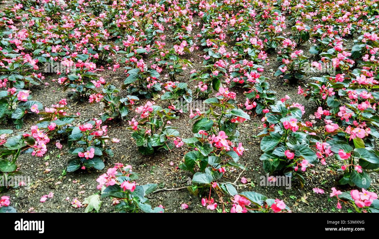 Groups of begonia. Stock Photo