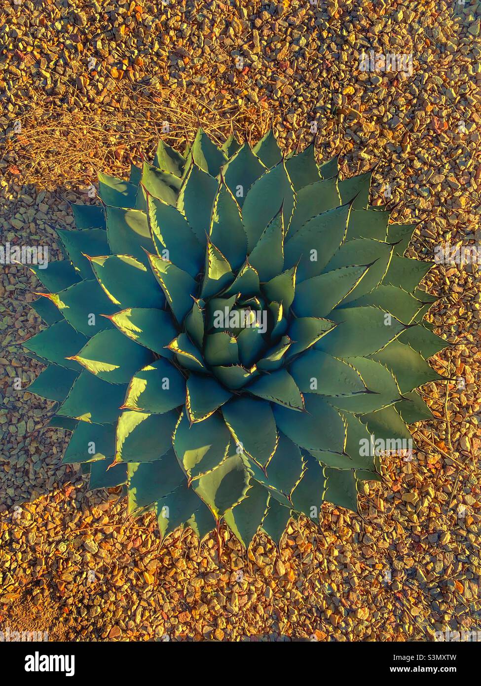 Cactus from above - Smartphone Captured Stock Image