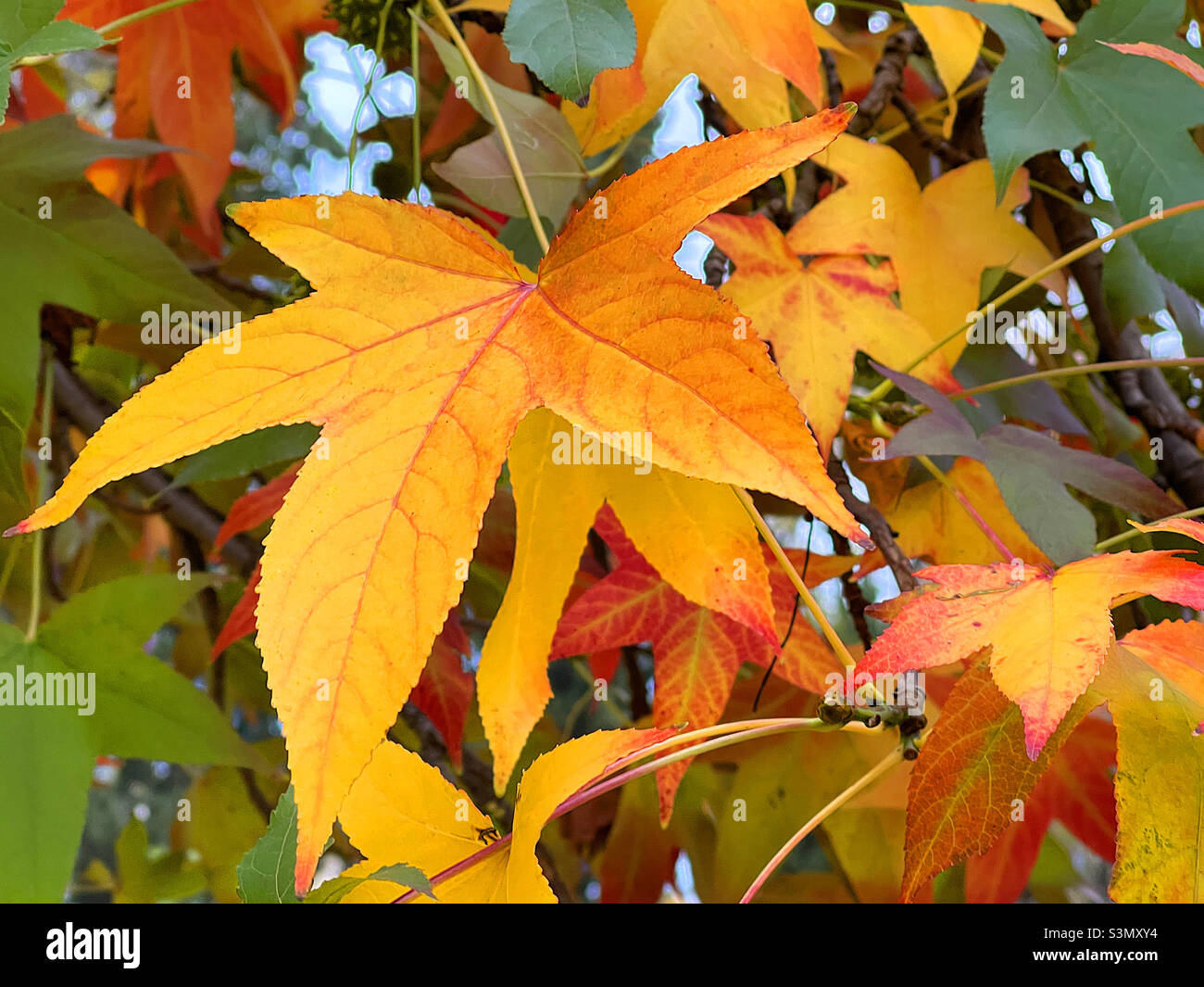 Autumn leaves - Smartphone Captured Stock Image