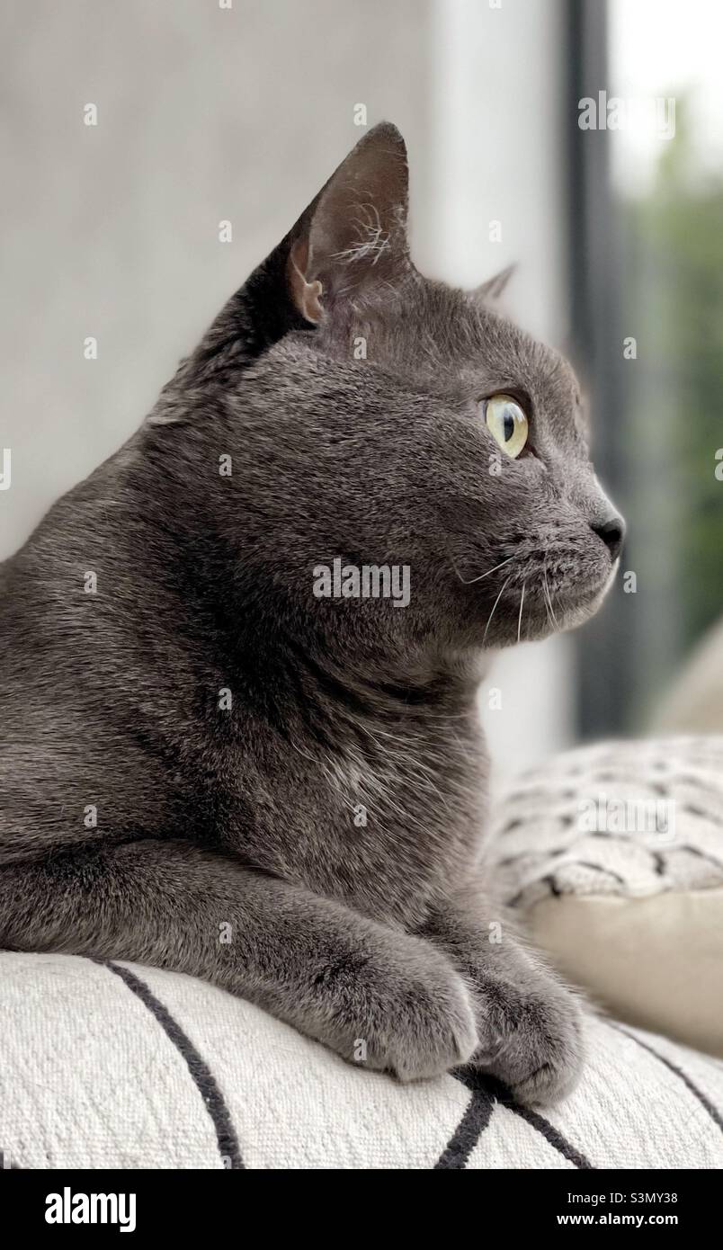 Portrait of a cat looking out the window - Smartphone Captured Stock Image