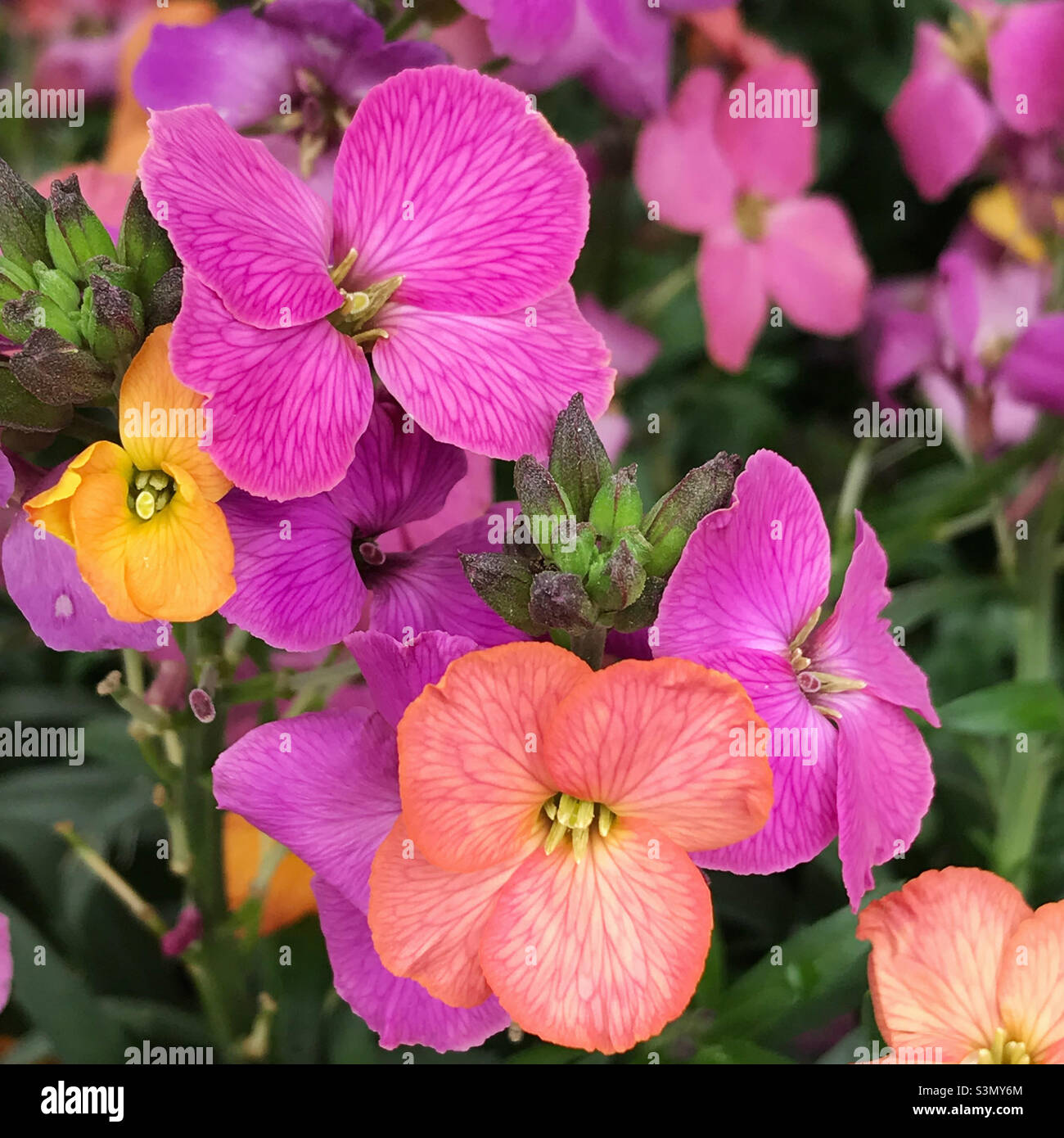 Colorful wallflower flower blossoms. Stock Photo