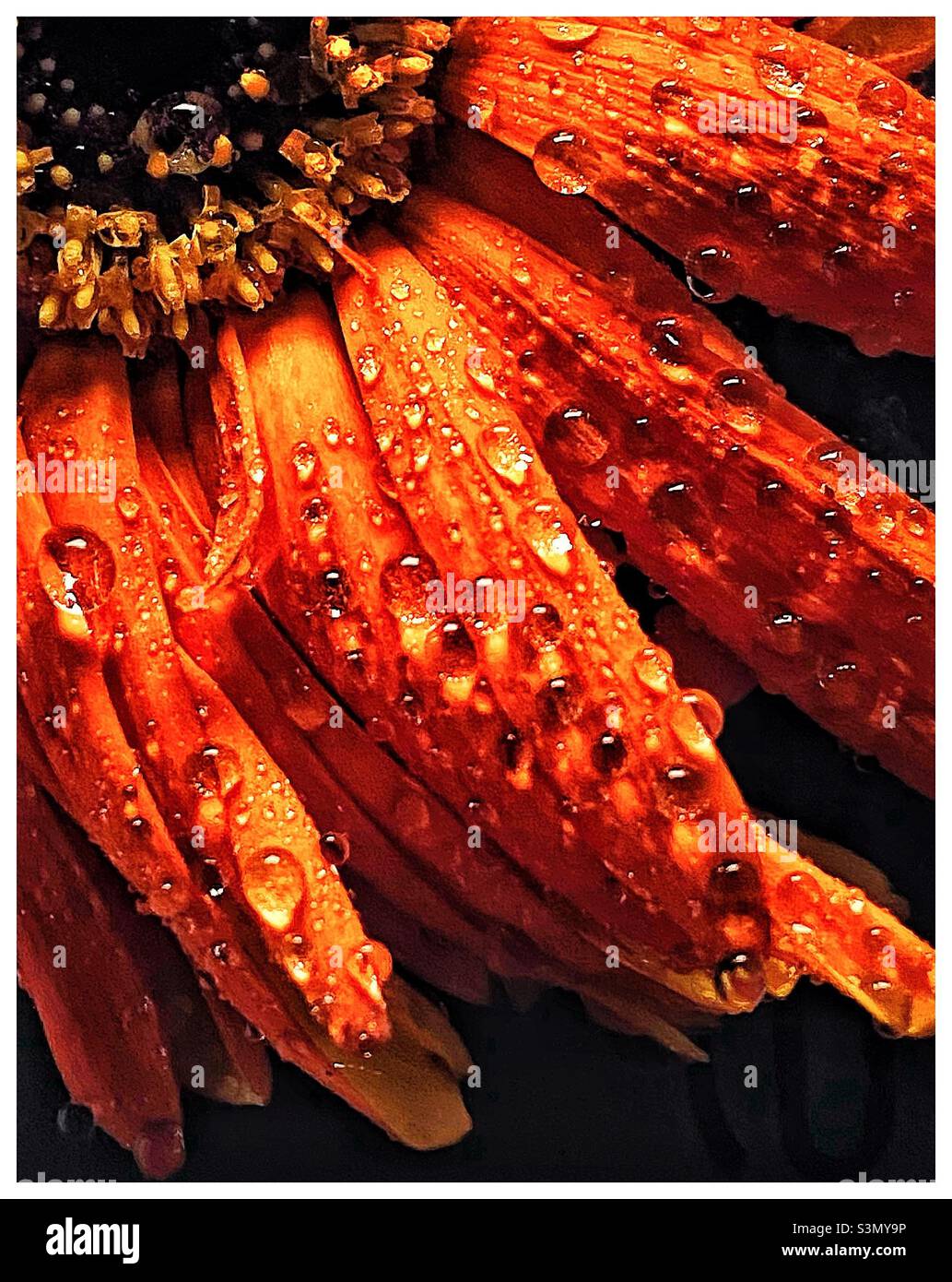Gerbera flower close up. - Smartphone Captured Stock Image