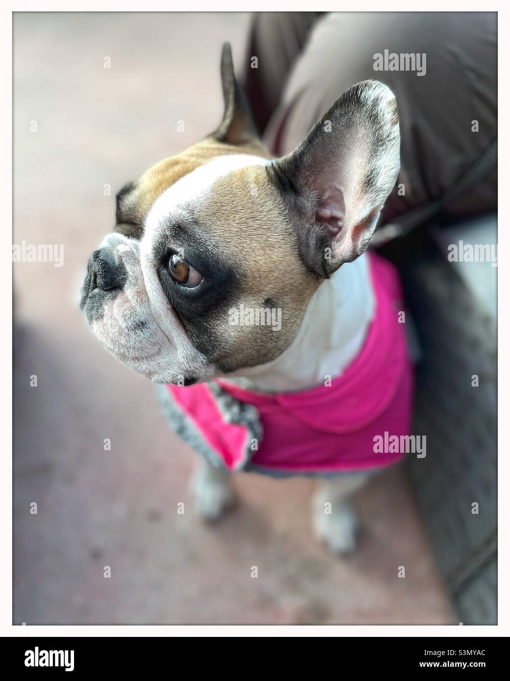 Female french bulldog wearing a warm pink coat in winter and looking into the distance. - Smartphone Captured Stock Image