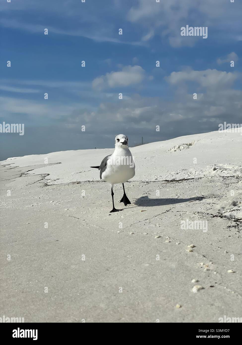 Seagull walking on the beach - Smartphone Captured Stock Image
