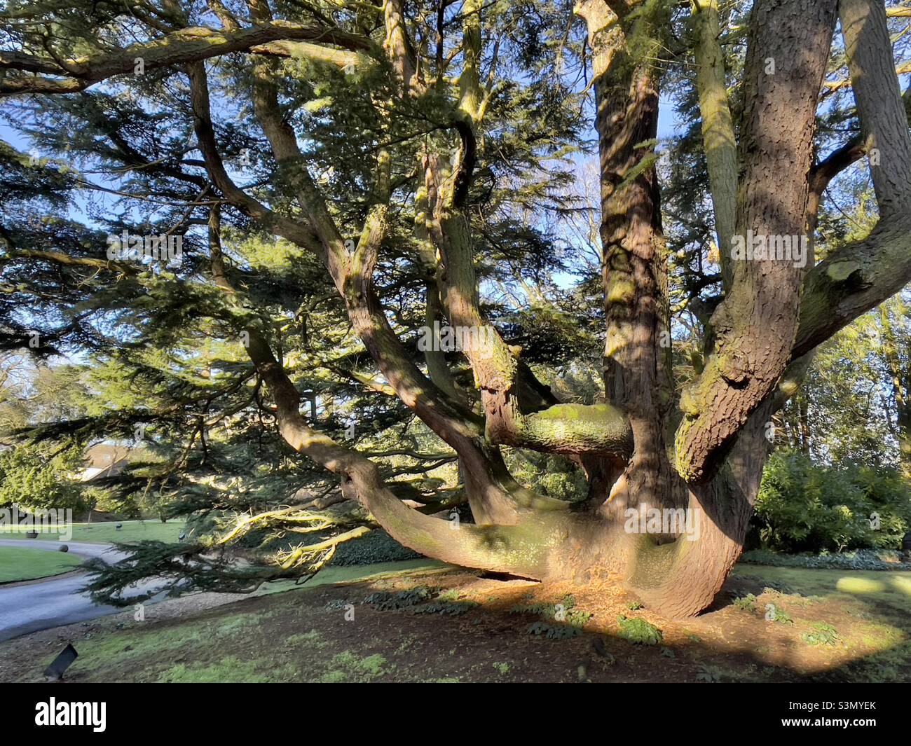 An old cedar tree dappled with winter morning sunlight, in the grounds of a Rutland country house hotel - Smartphone Captured Stock Image