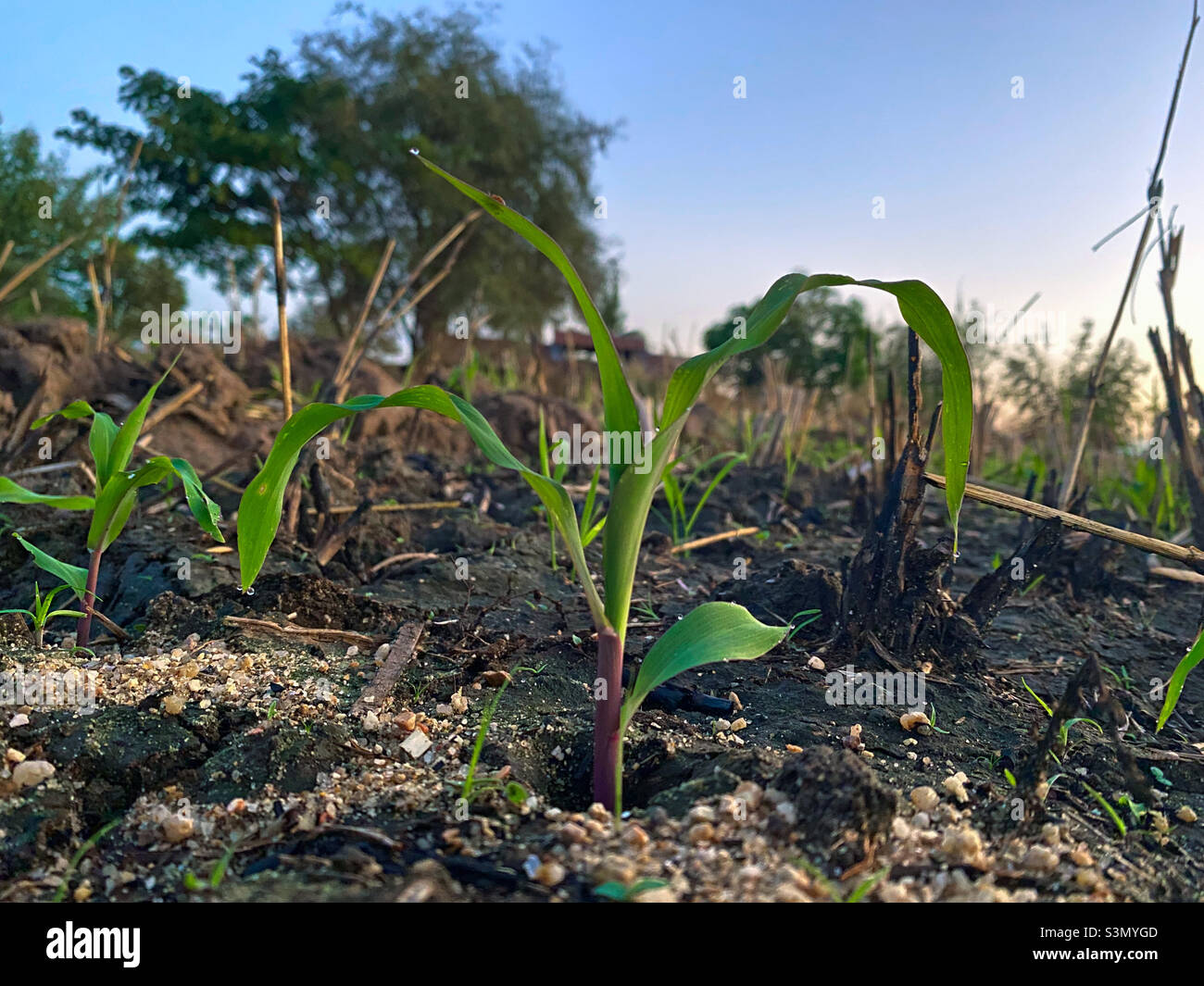 Green corn plant hi-res stock photography and images - Alamy