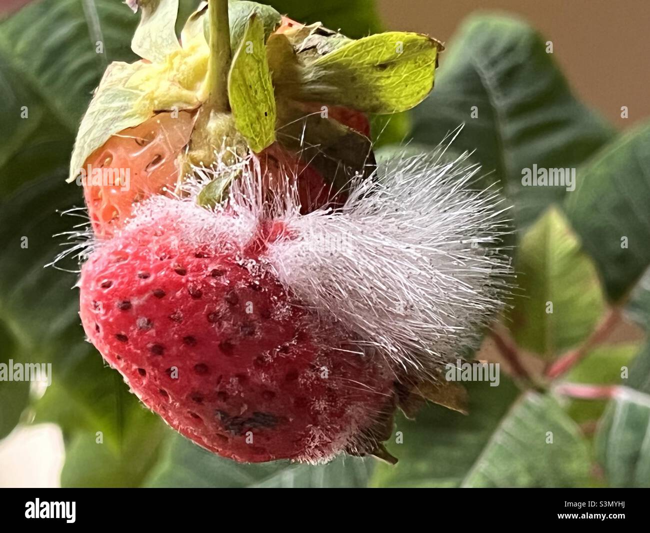 A rotting strawberry - Smartphone Captured Stock Image
