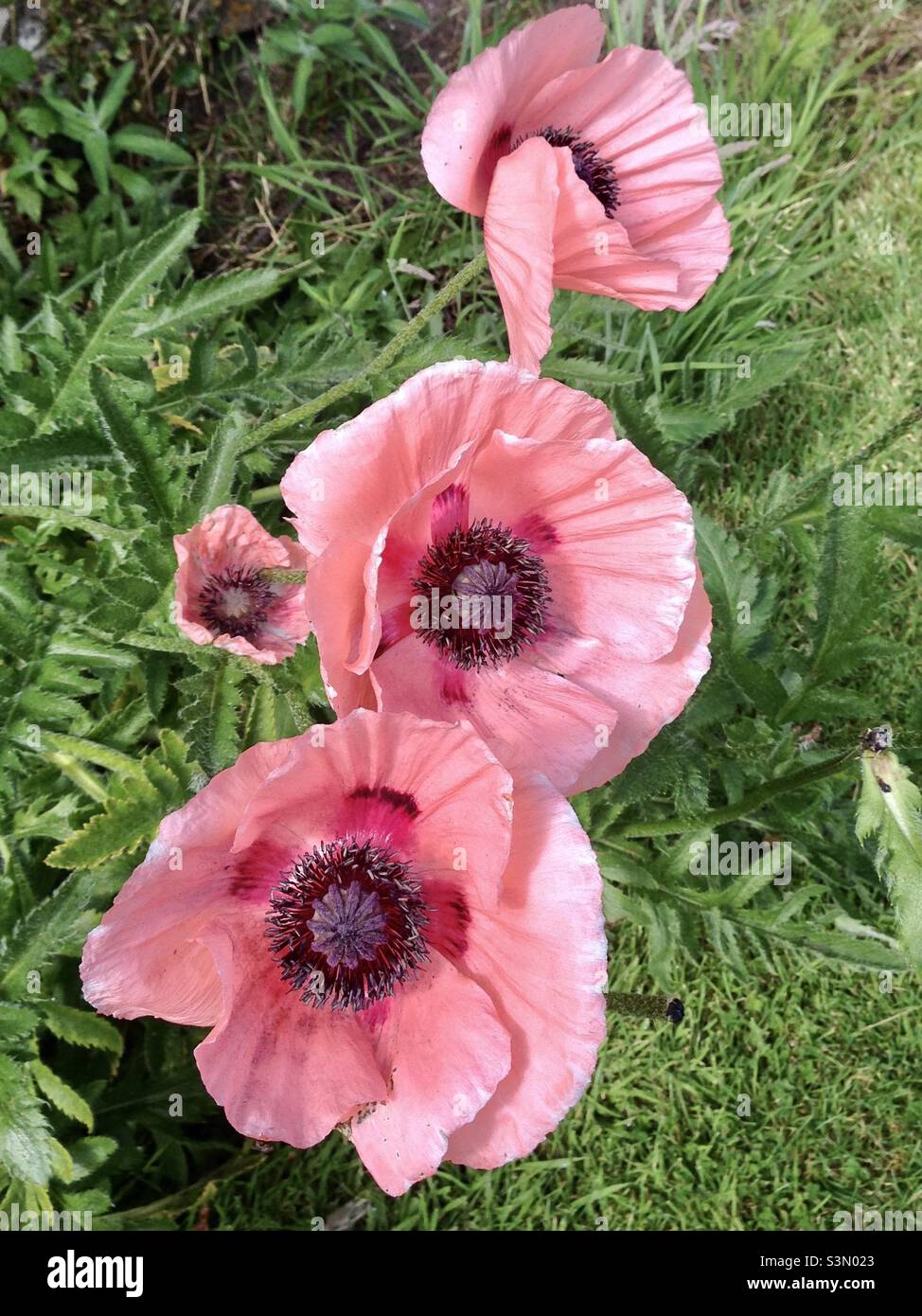 Pink poppy flowers growing in a garden in Pembrokeshire West Wales UK