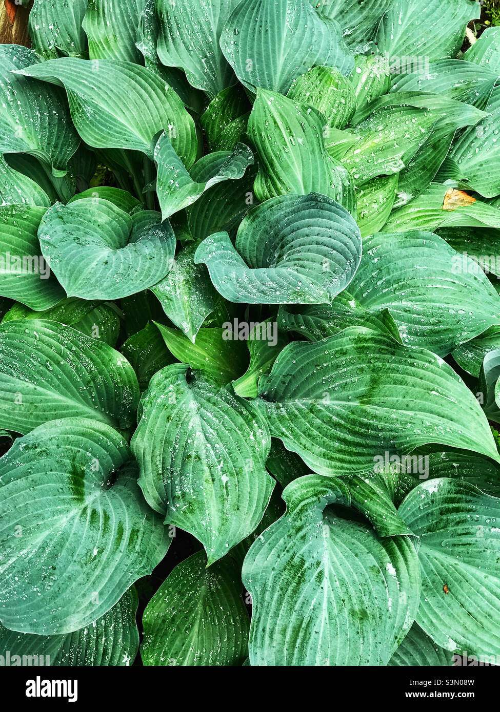Plantain lilies aka Hosta plants growing in a shady garden Stock Photo Alamy