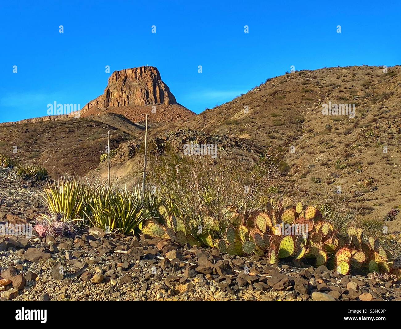 Mountain and cactus in Big Bend State Park Texas - Smartphone Captured Stock Image