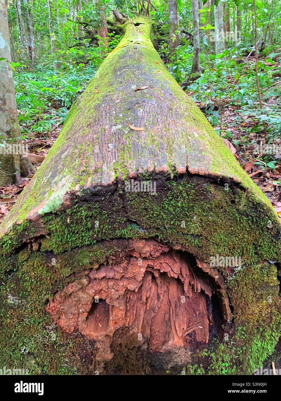 A huge fallen tree in an Australian rainforest Stock Photo