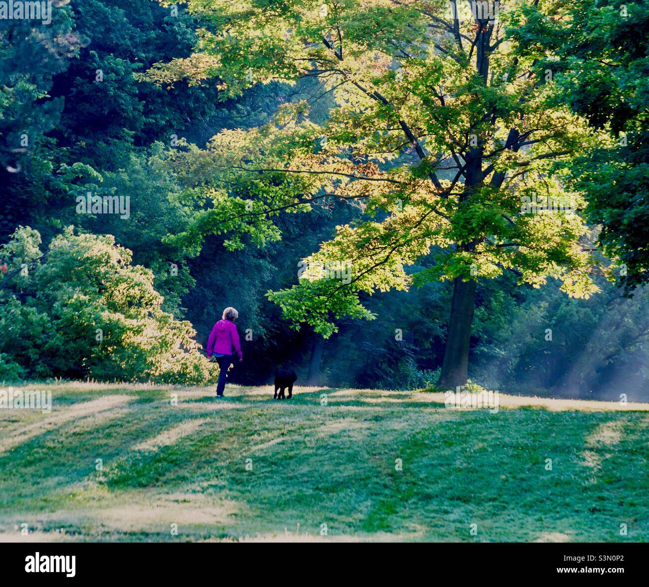 Woman and dog in the park. Early morning on a summer’s day. Shafts of light. Mature trees. Green space. Communing with nature. Stock Photo