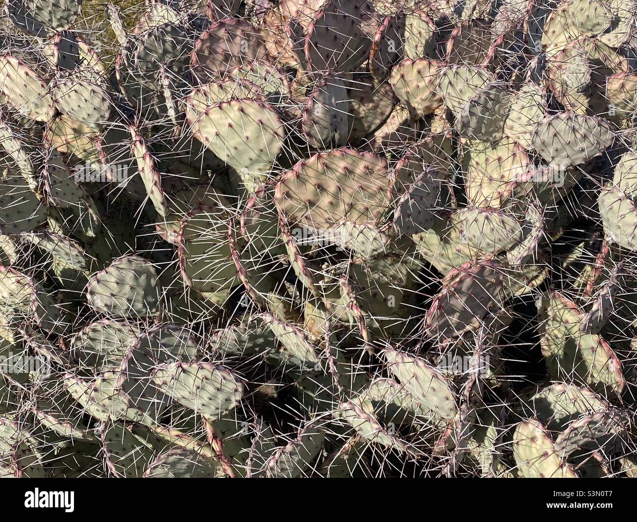 Prickly pear cactus - Smartphone Captured Stock Image