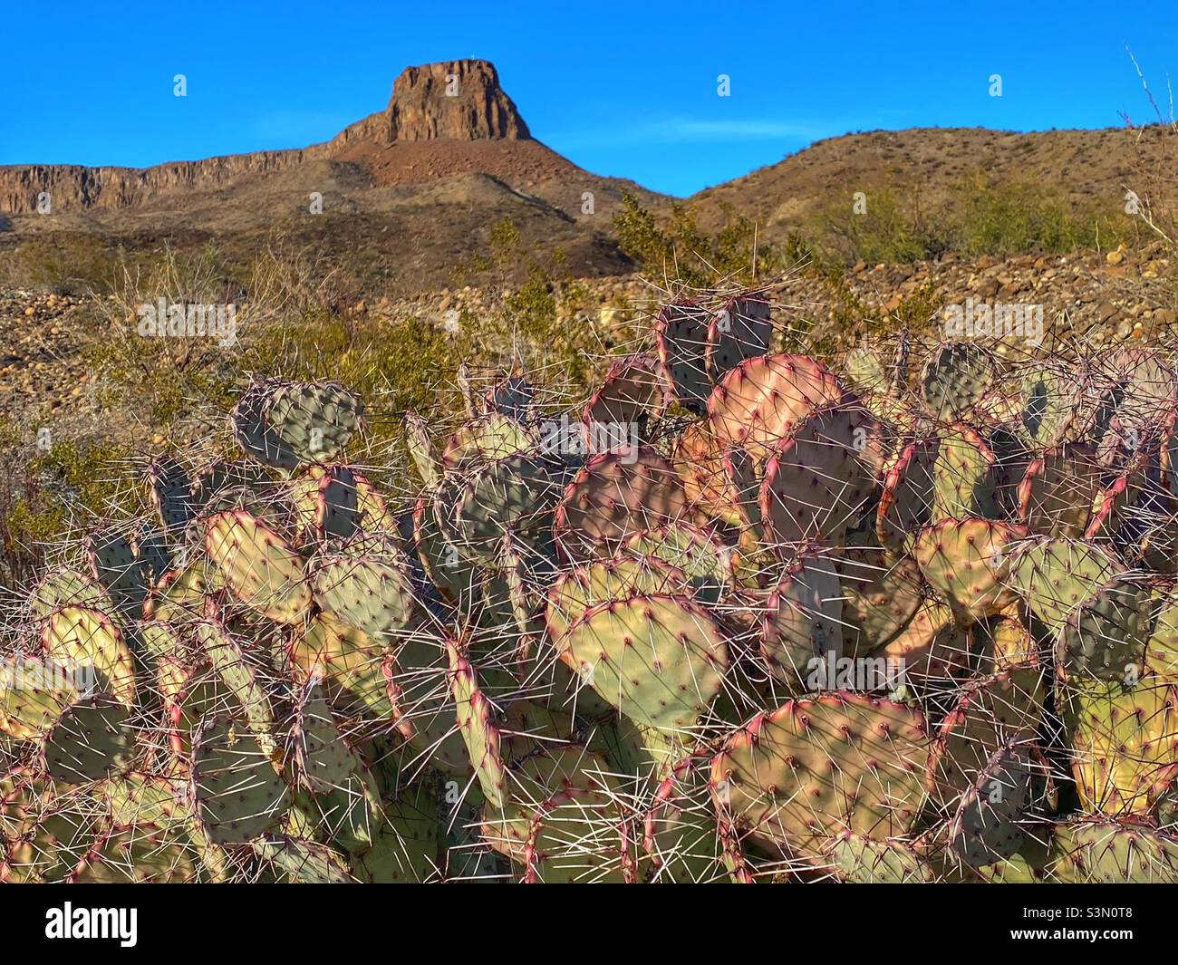 Prickly pear cactus - Smartphone Captured Stock Image