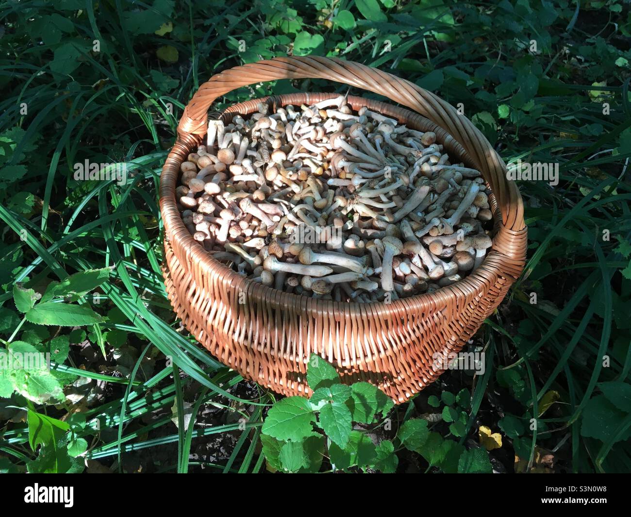 a full honeydew basket in a clearing in the forest - Smartphone Captured Stock Image
