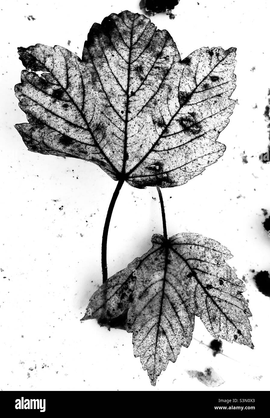 A monochrome image of two dead leaves decaying in a shallow pan of water, the veins very prominent - Smartphone Captured Stock Image